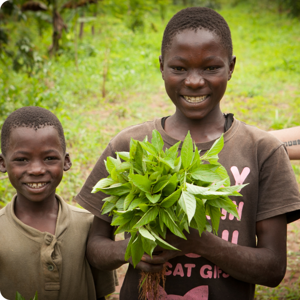 The Incredible Benefits of Moringa Leaf Powder